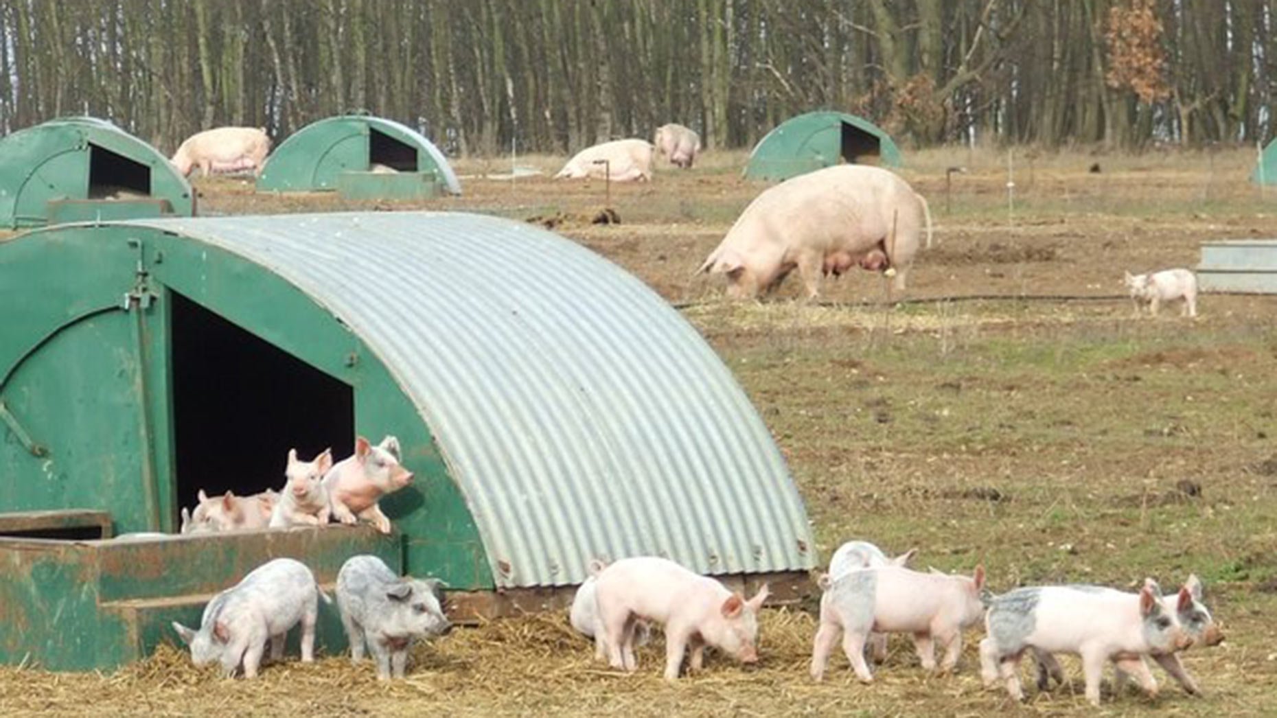 Pig Farming