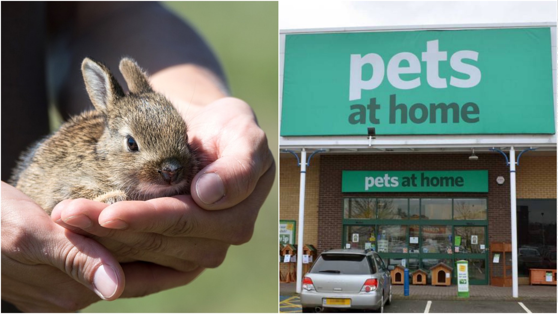 Two Lincoln pet stores to ban the sale of rabbits over Easter period