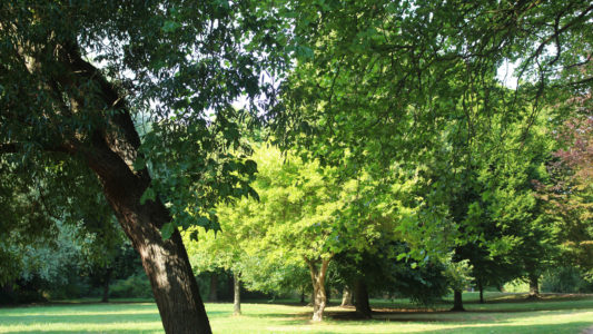 All Three Grantham Parks Awarded Green Flags And Rated Among Best In