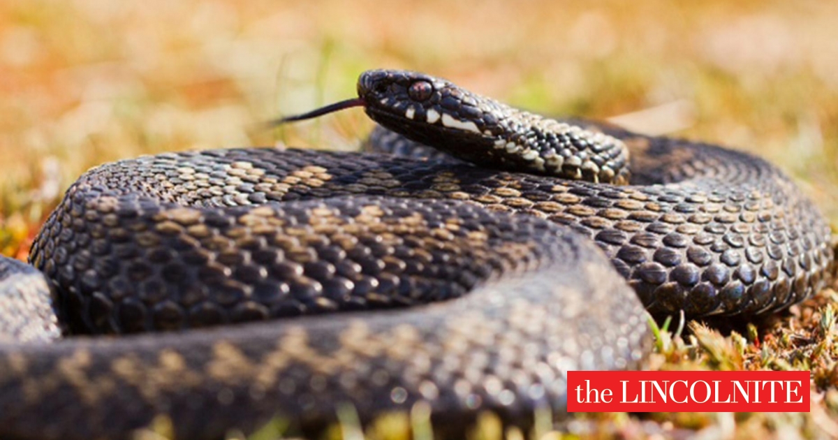 Adder snakes spotted in Lincoln Swanholme Lakes