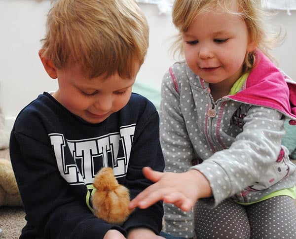 Jack Smith (3) with Jessica Margrett (3) as they hold one of the new chicks.