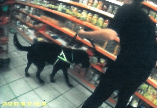 Indie the tobacco detection dog at work during a city raid. Photo: Lincolnshire Trading Standards. 