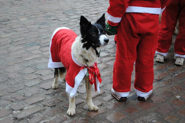 The Santa Doggy Dash is running for the first year, in association with Jerry Green Dogs.