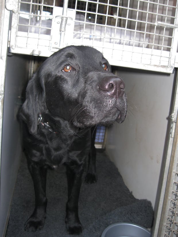 The products were detected by the multi-agency team, with help from Ozzie, a tobacco detection dog and its handler.