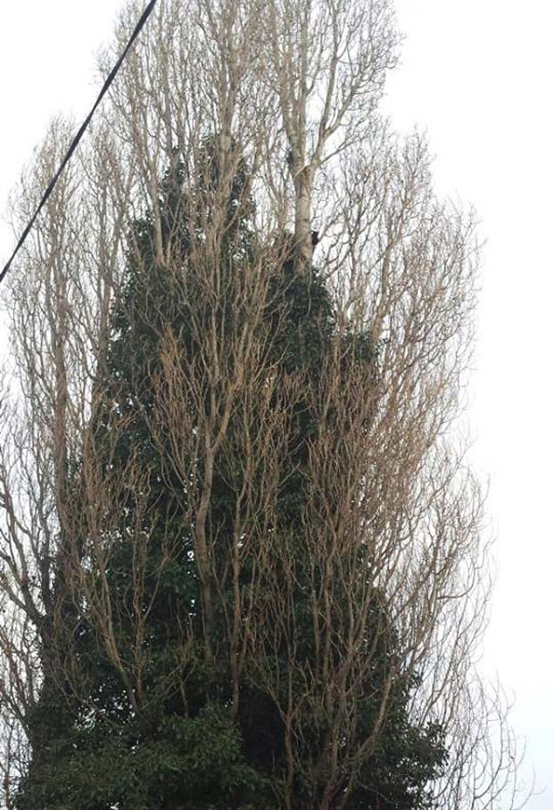 The cat was stuck up a tree around 40ft tall. Photo: Natalie Davison