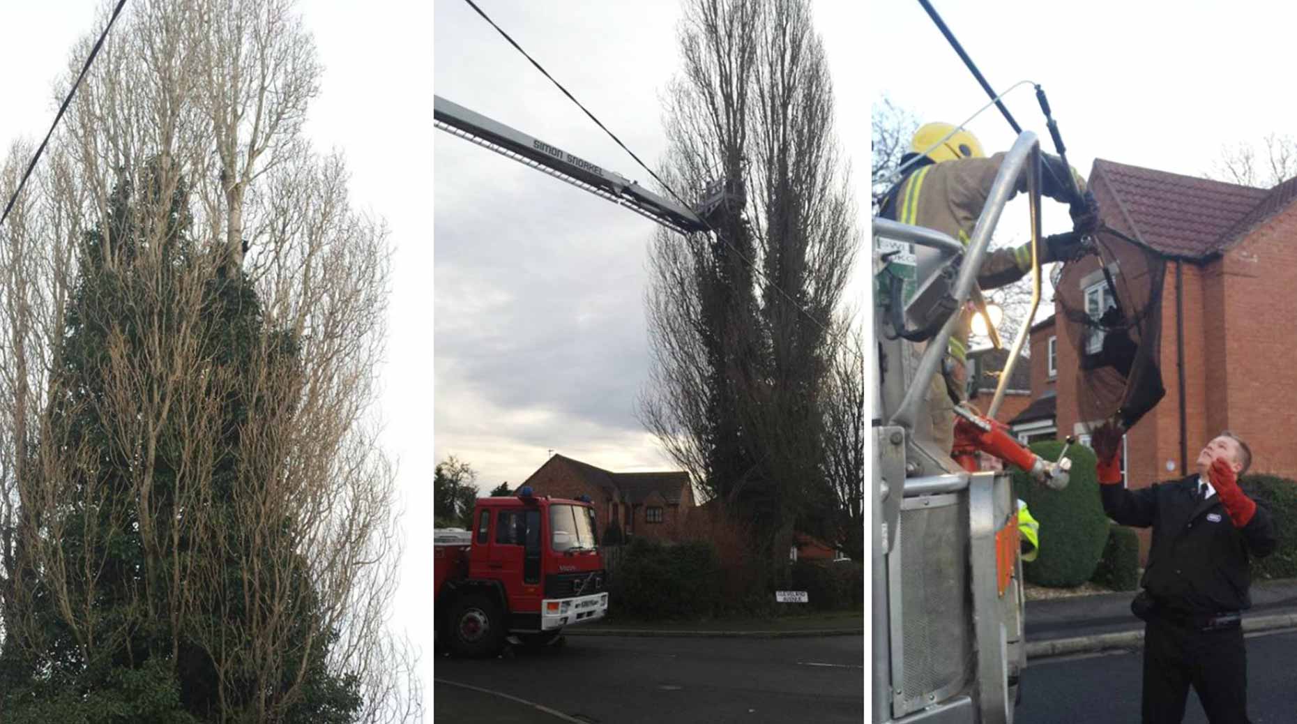 Firefighters rescue cat from tree in Lincoln
