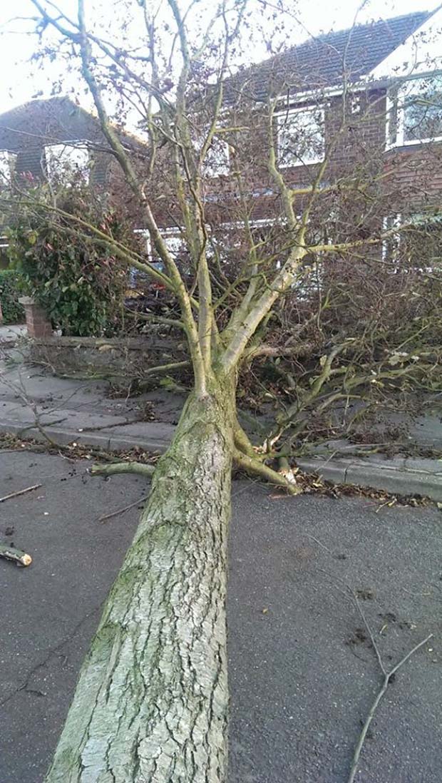 Large tree downed by the wind near The Forum in North Hykeham. Photo: Andrew Scott