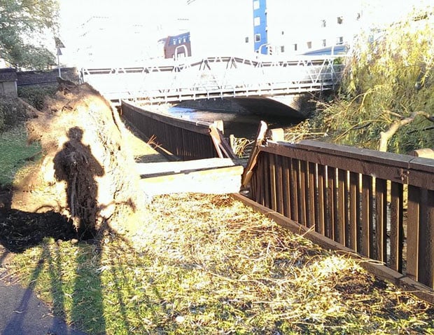 A tree downed by the wind on the river footpath near Firth Road. Photo: Jan van der Lubbe