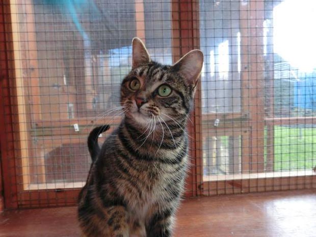 Lola is a kitten the Lincoln Cat Care charity are looking to rehome.