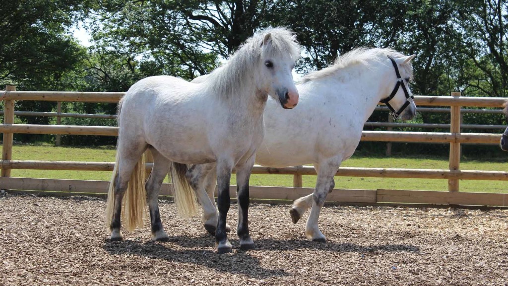 Bransby Horses Help Rescue Eight Neglected Ponies