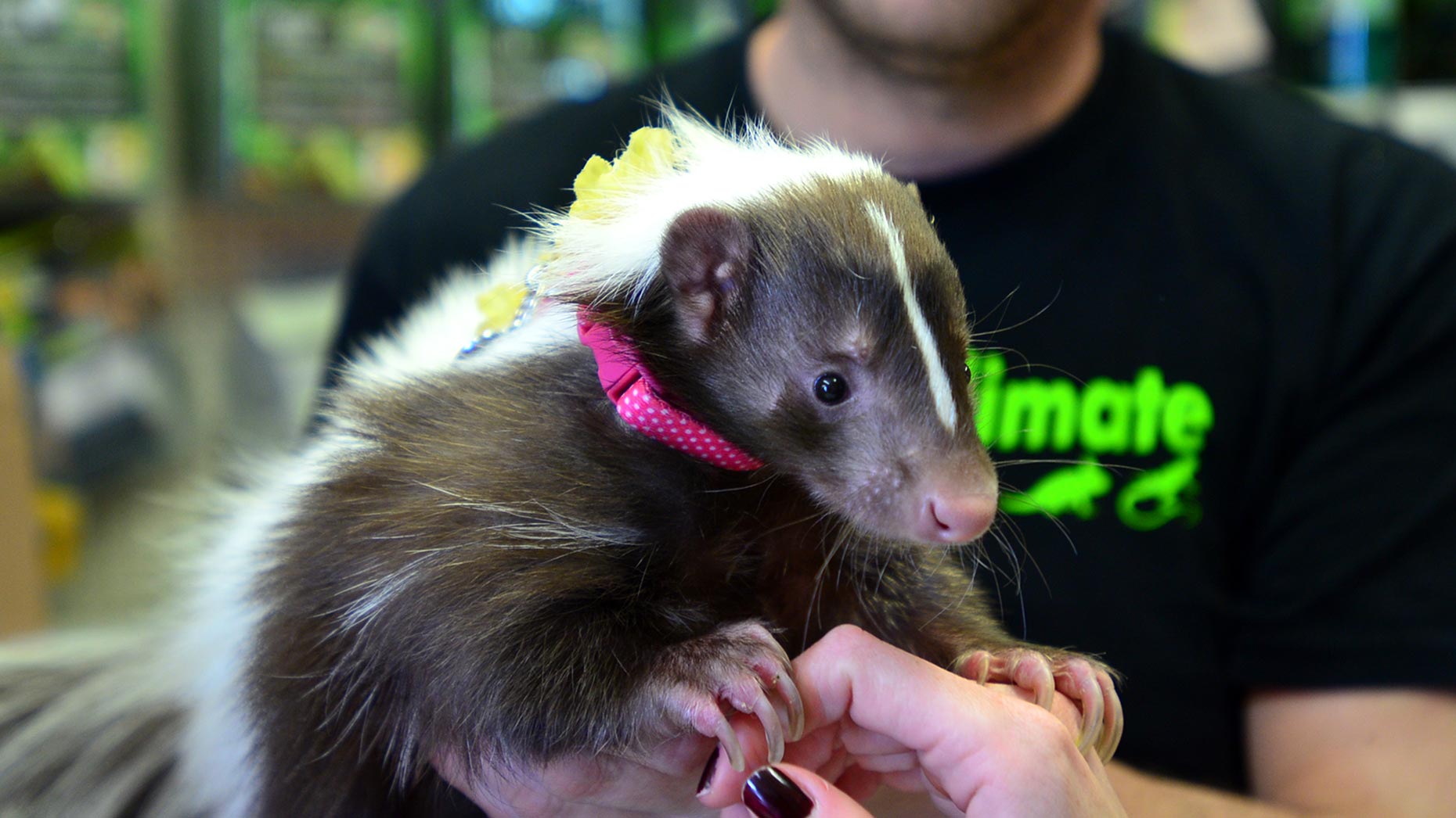 New Famous Lincoln Skunk In The Spotlight For Charity