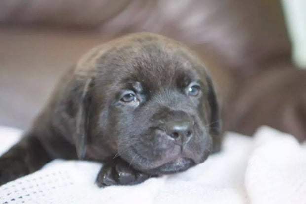 Baloo the rescue puppy. Photo: PinPoint Media