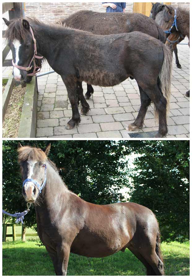 Shrek when he was rescued, and Shrek now! Photo: Bransby Horses