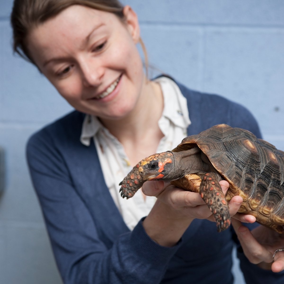 Dr Anna Wilkinson of the School of Life Sciences with one of the tortoises. Photo: UoL
