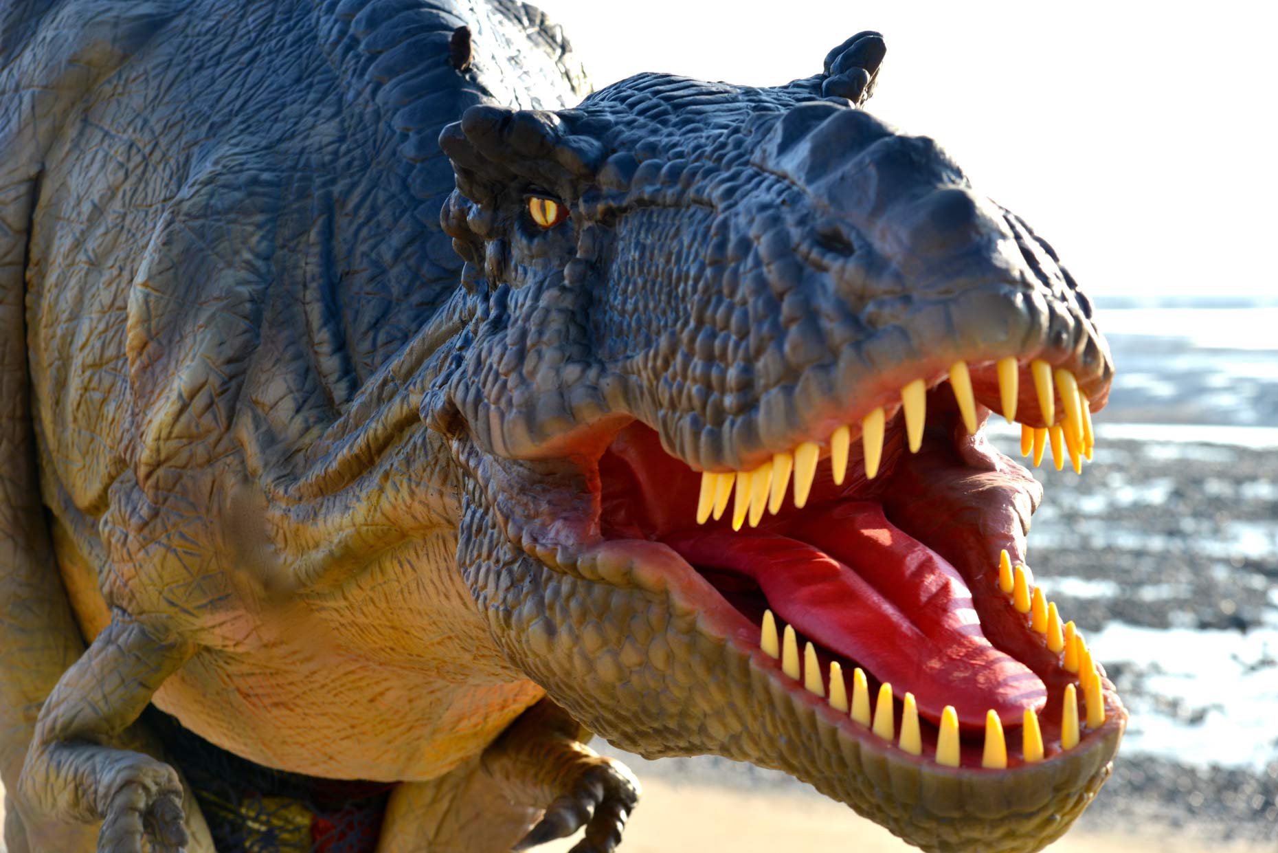 spend a night at the collection museum with a trex