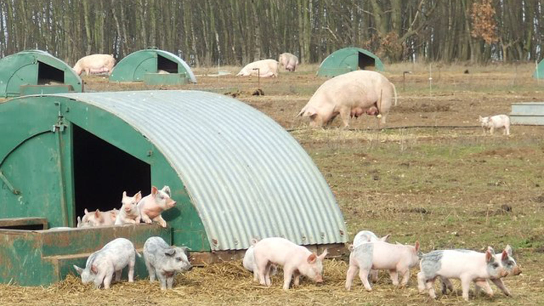 proposed-pig-farm-north-of-lincoln-leaves-villagers-disgruntled