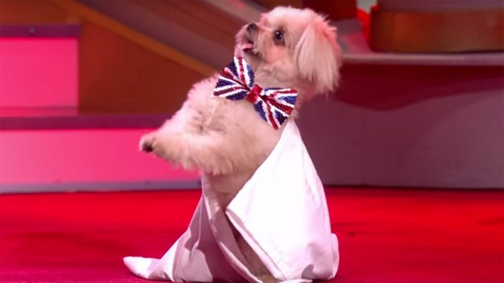 Lincolnshire dancing dog act makes final of Britain's Got Talent on