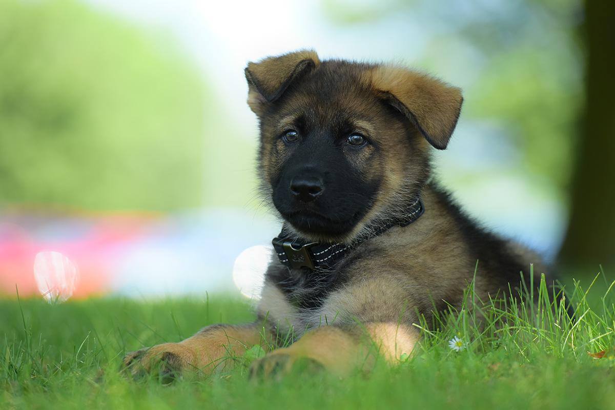 Olly at eight weeks old.