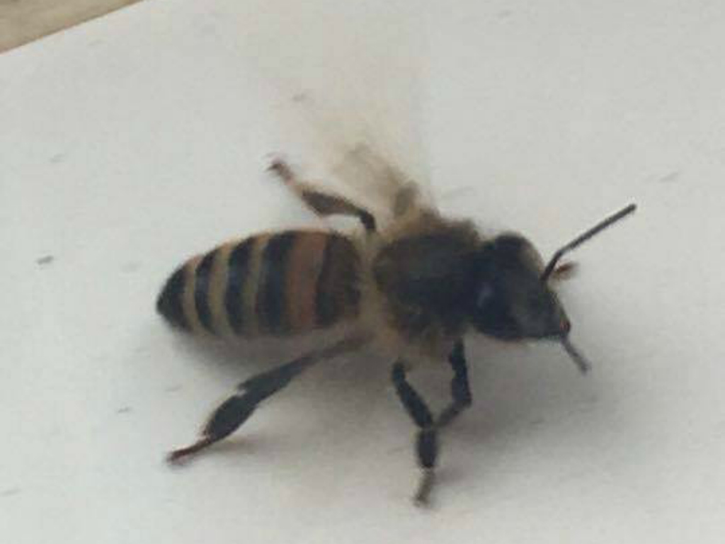 Bee_1