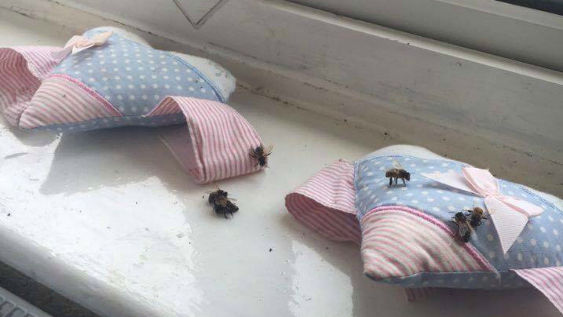 The bees went into the Toni's three year old daughter's bedroom