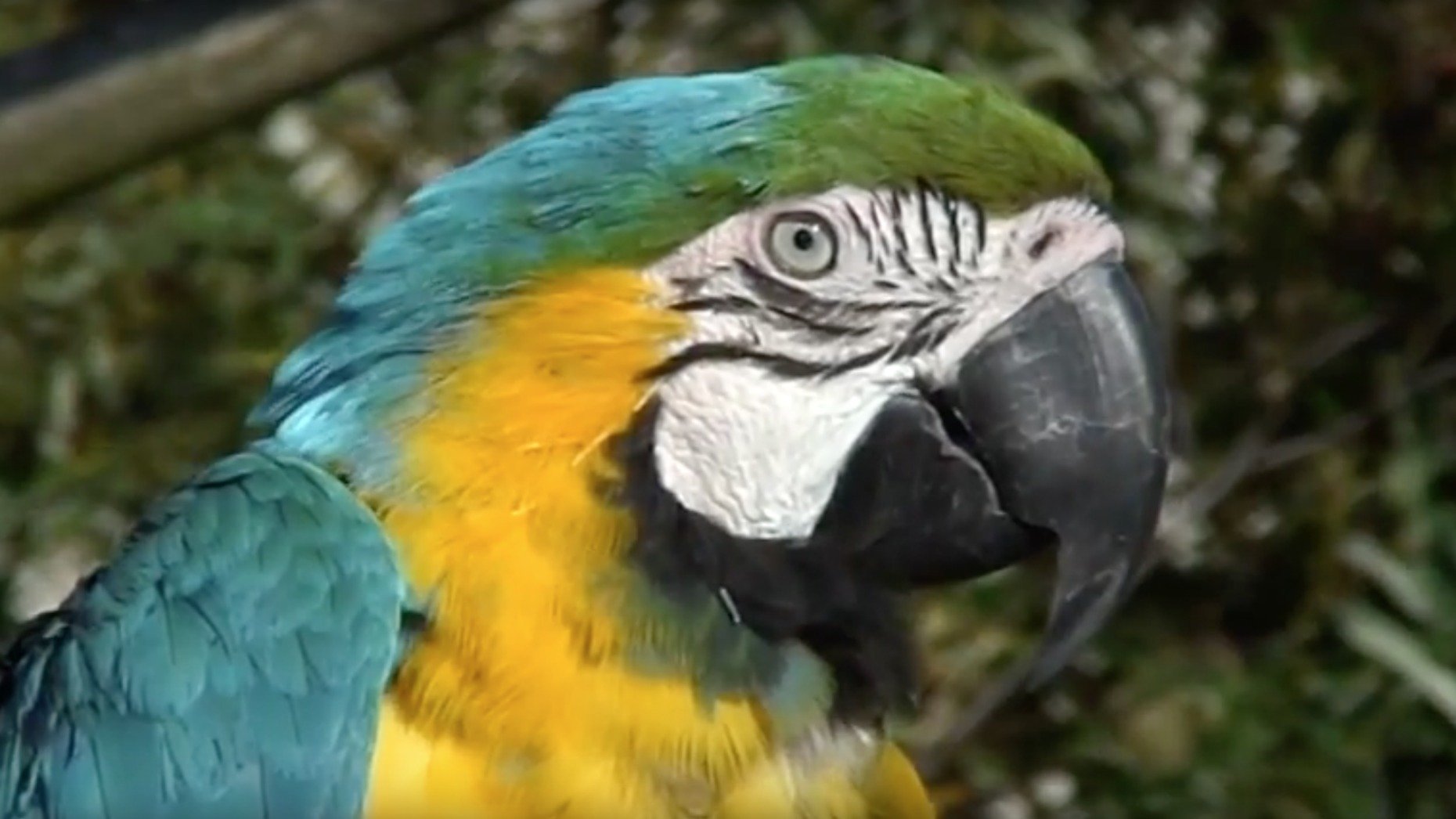 Photo: Lincolnshire Wildlife Park Parrot Video Screenshot