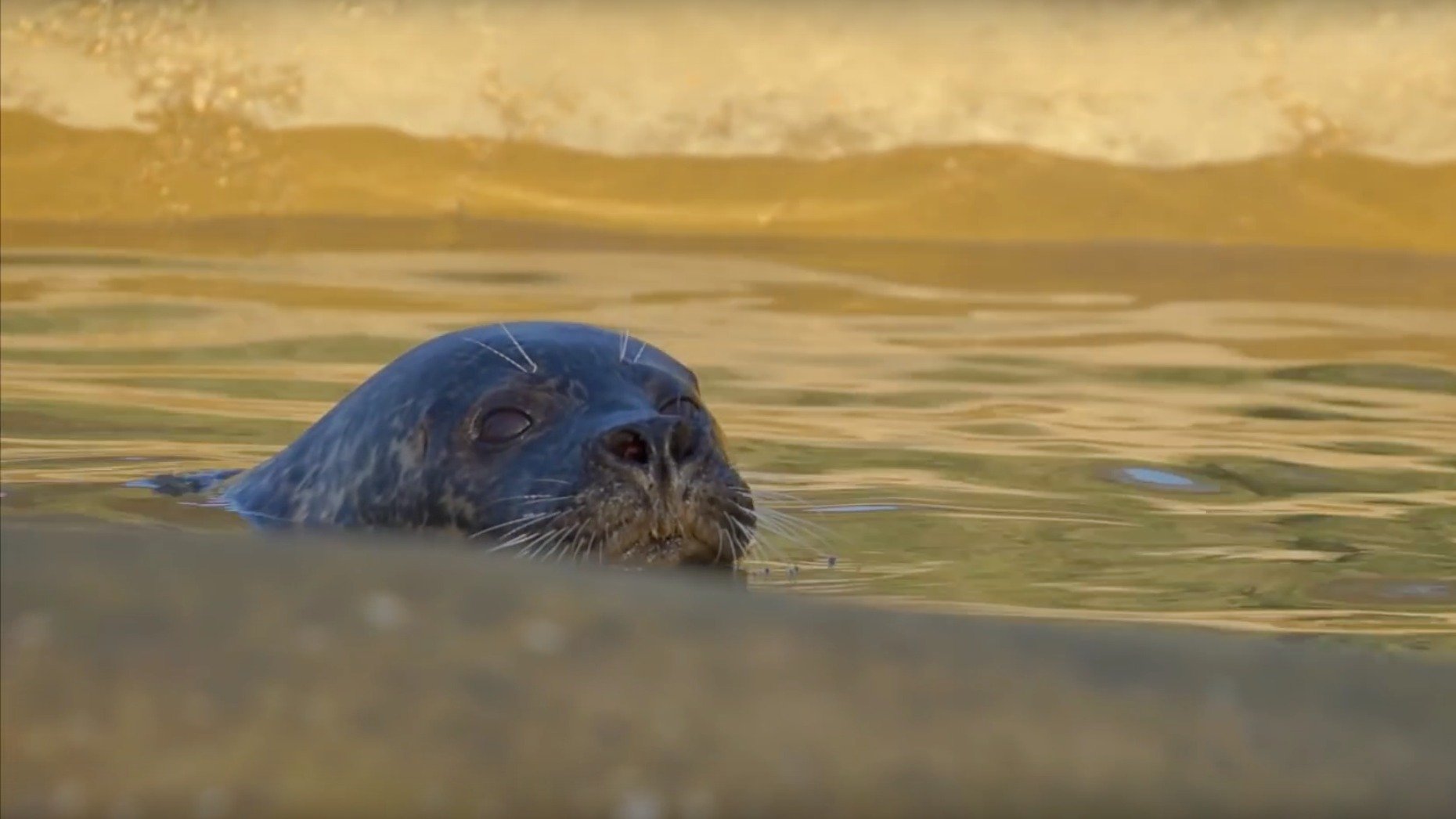 Photo: Mablethorpe seal sanctuary and wildlife centre video screenshot