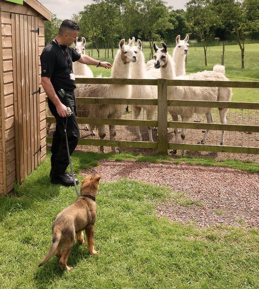 PC Jon Peacock takes Olly alpaca training - a good way to met new and unusual friends. 