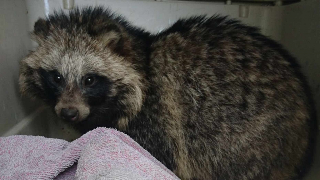 RSCPA teams rescue raccoon dog from Lincolnshire garden