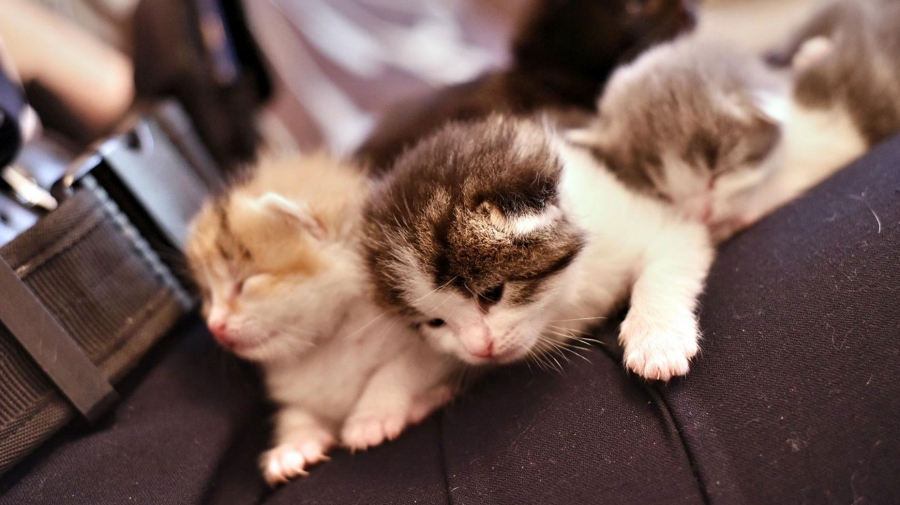 Meet Bailey, Jameson, Tia Maria and Skyy, the newborn kittens dumped in ...