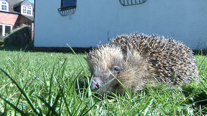 Hedgehog care hot sale authorpe