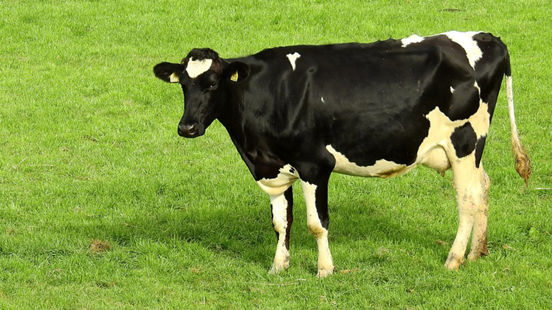 Cow-Farm-Skegness