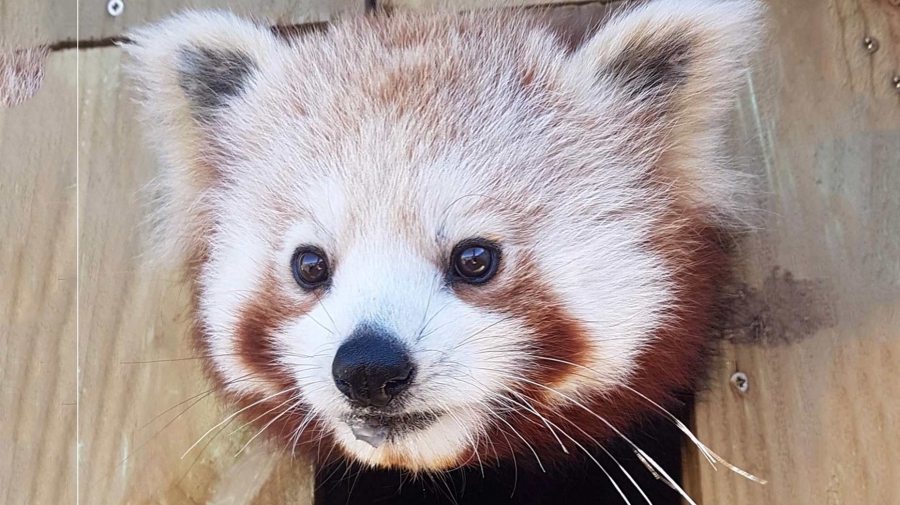 Aww! Two red pandas arrive in Lincolnshire