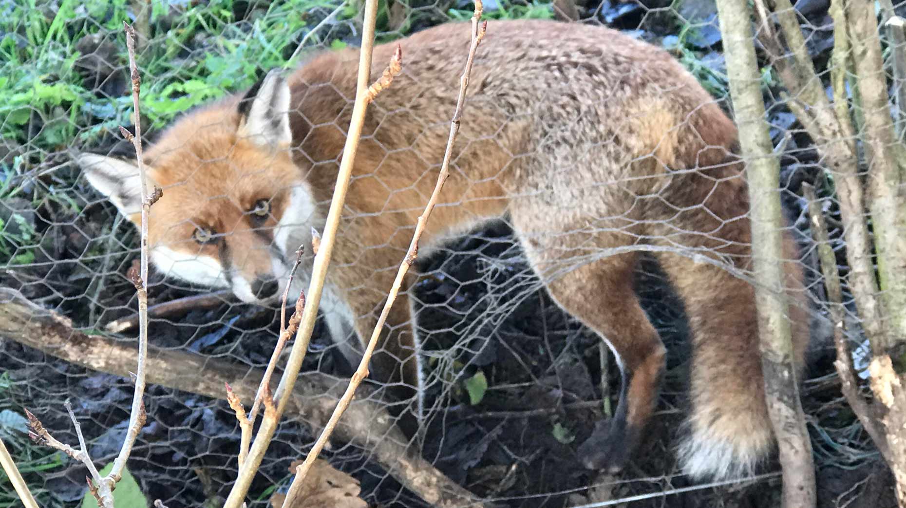 a person caught in snare