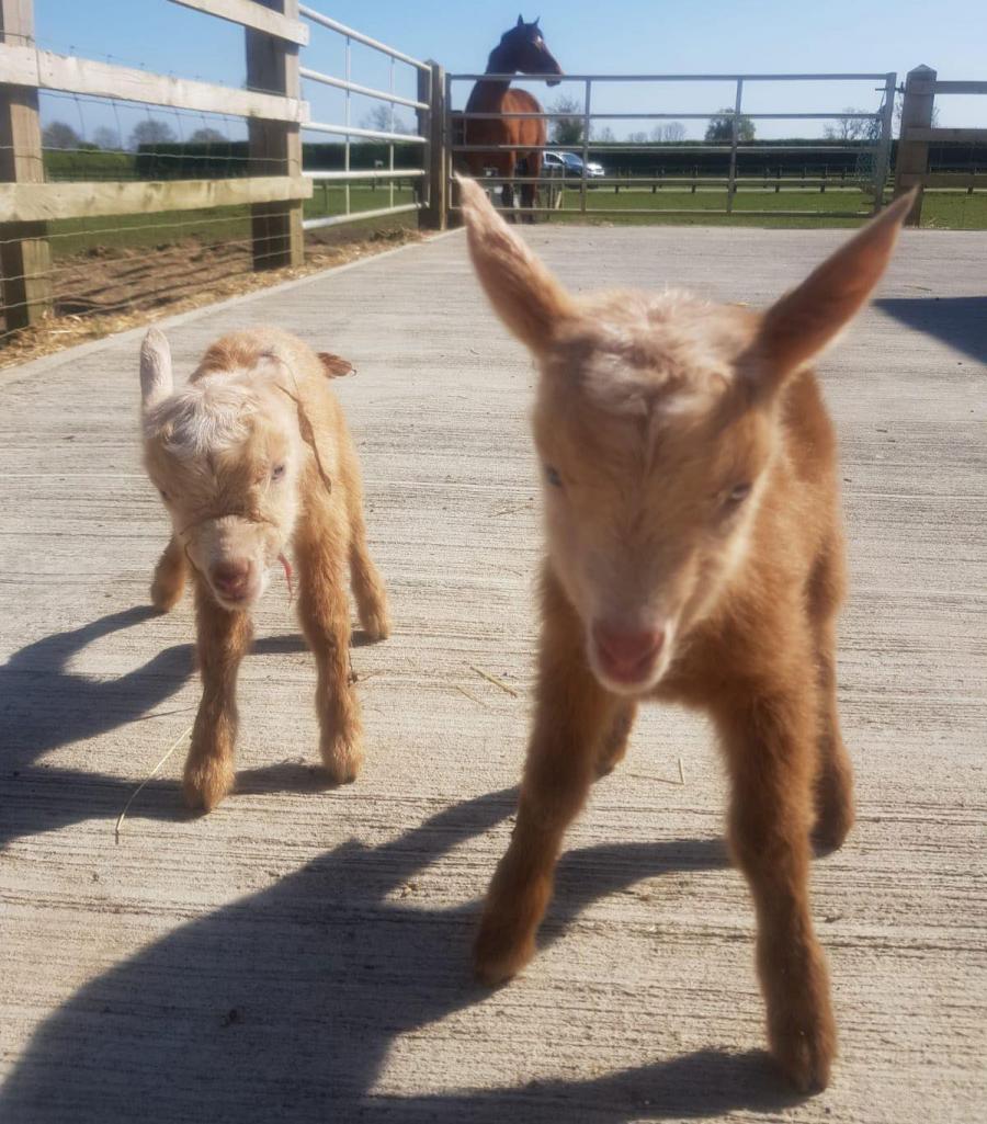 New adorable additions at Rand Farm Park