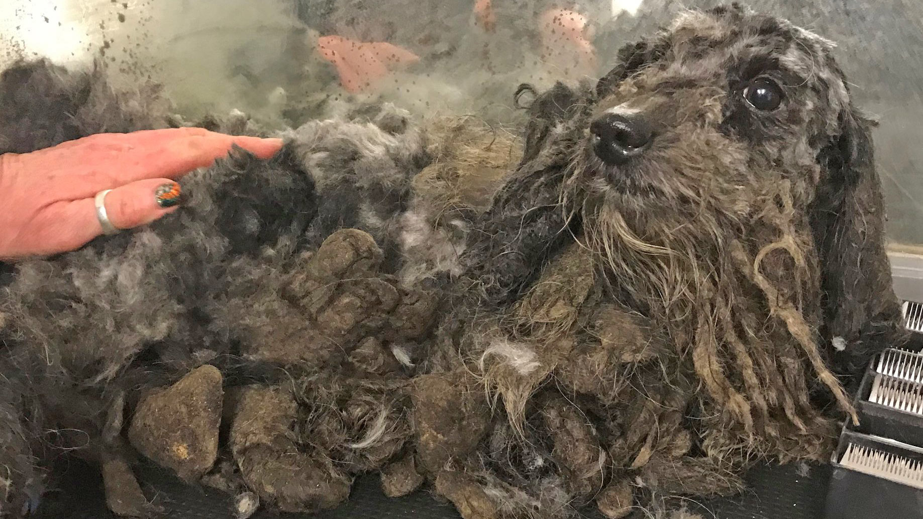 RSPCA rescue 30 dogs found in shocking neglected state