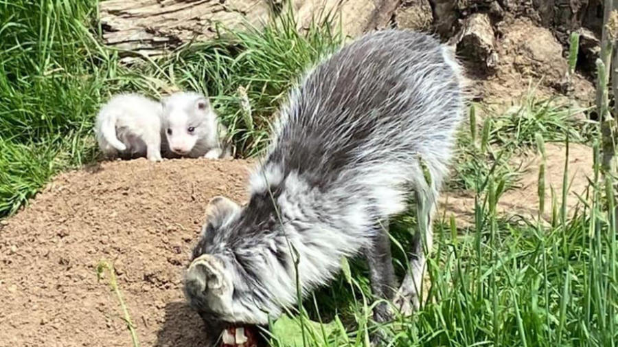 Litter of arctic foxes born at wildlife park near Boston