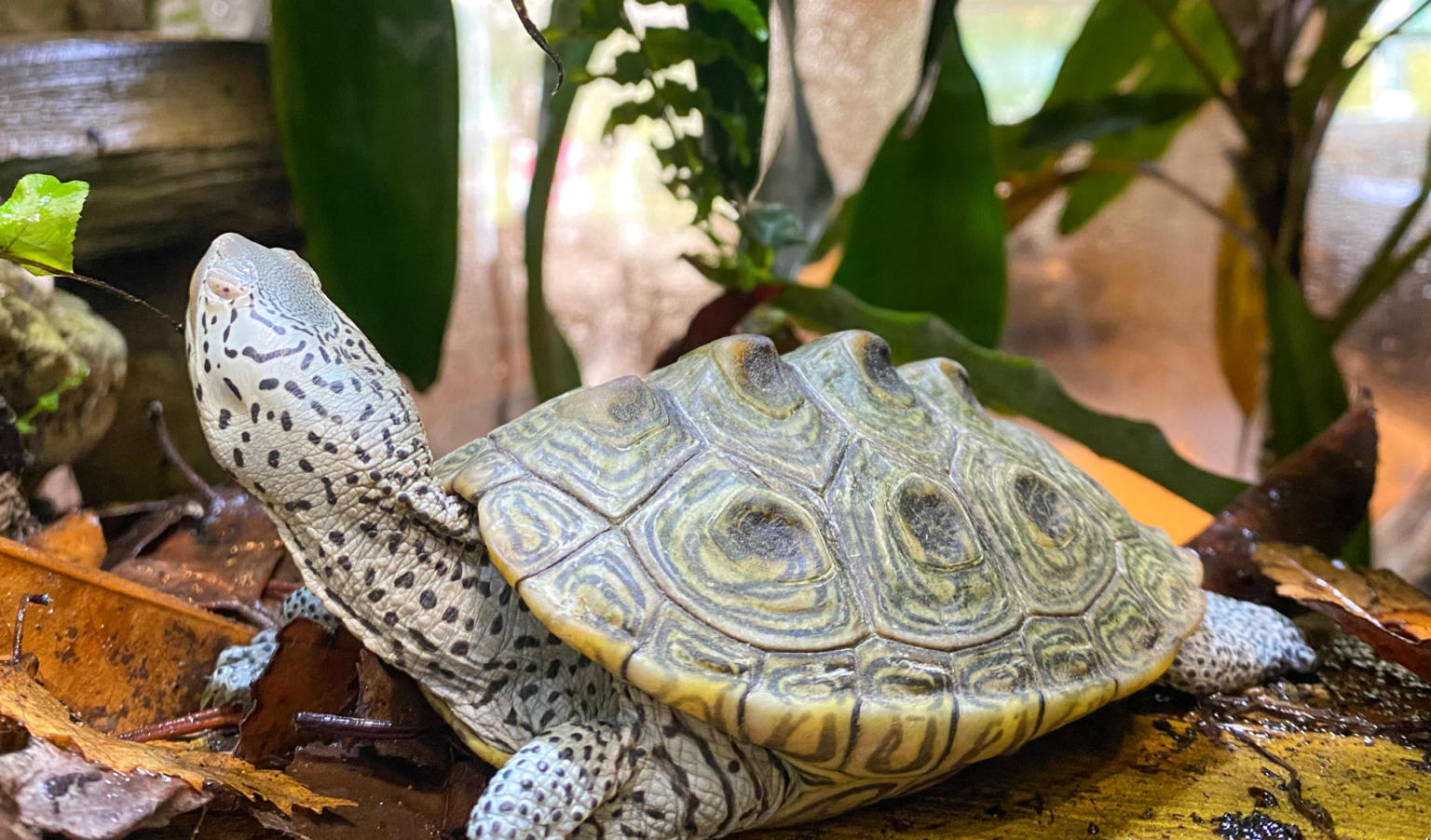 Rogue pet terrapin slipped into Lincolnshire wildlife park enclosure