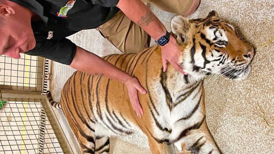 Beloved 'Princess' Tiger Sedated At Lincolnshire Wildlife Park