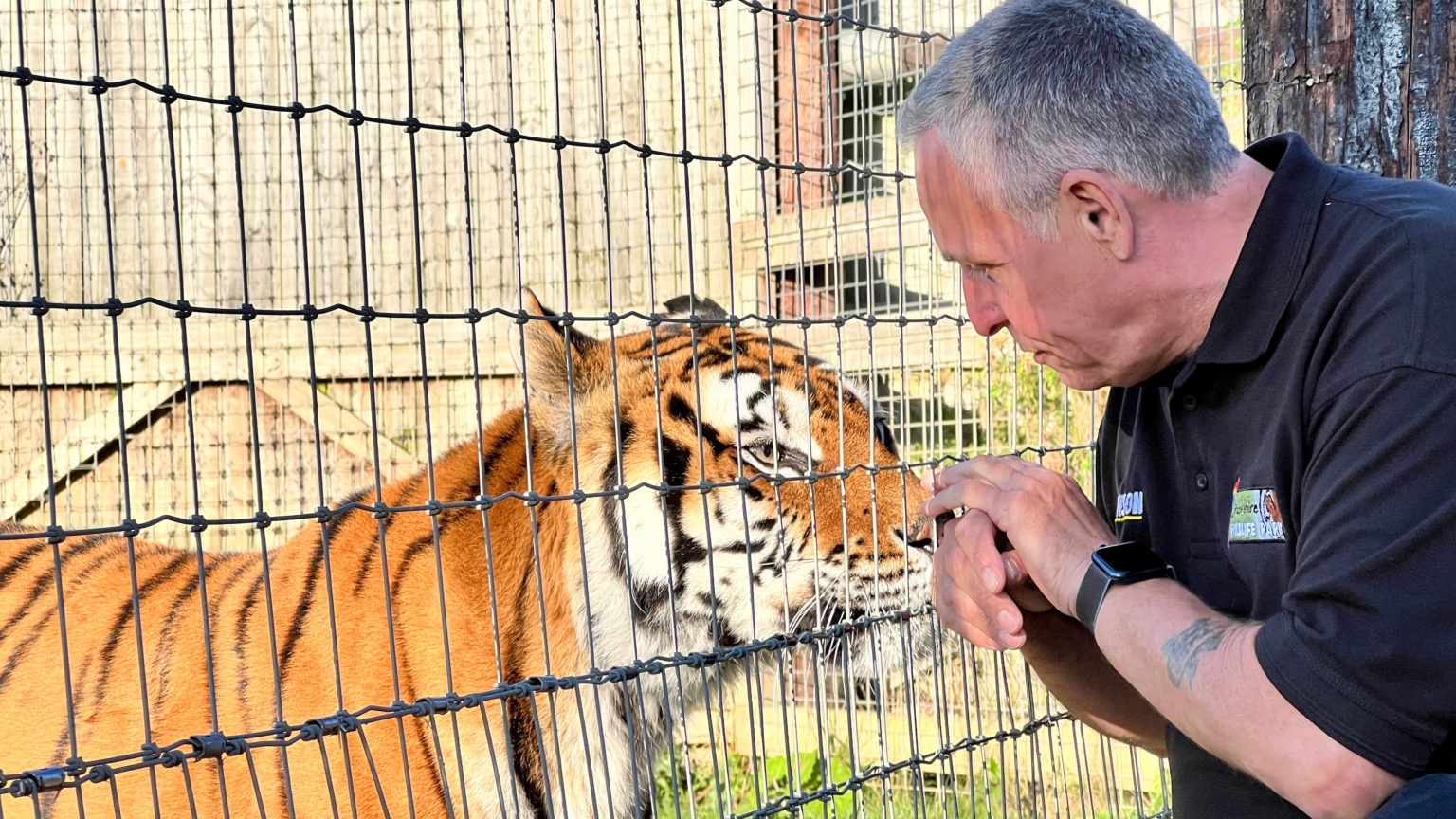 Heartbreak As Star 'Princess' Tiger Put To Sleep At Lincolnshire ...