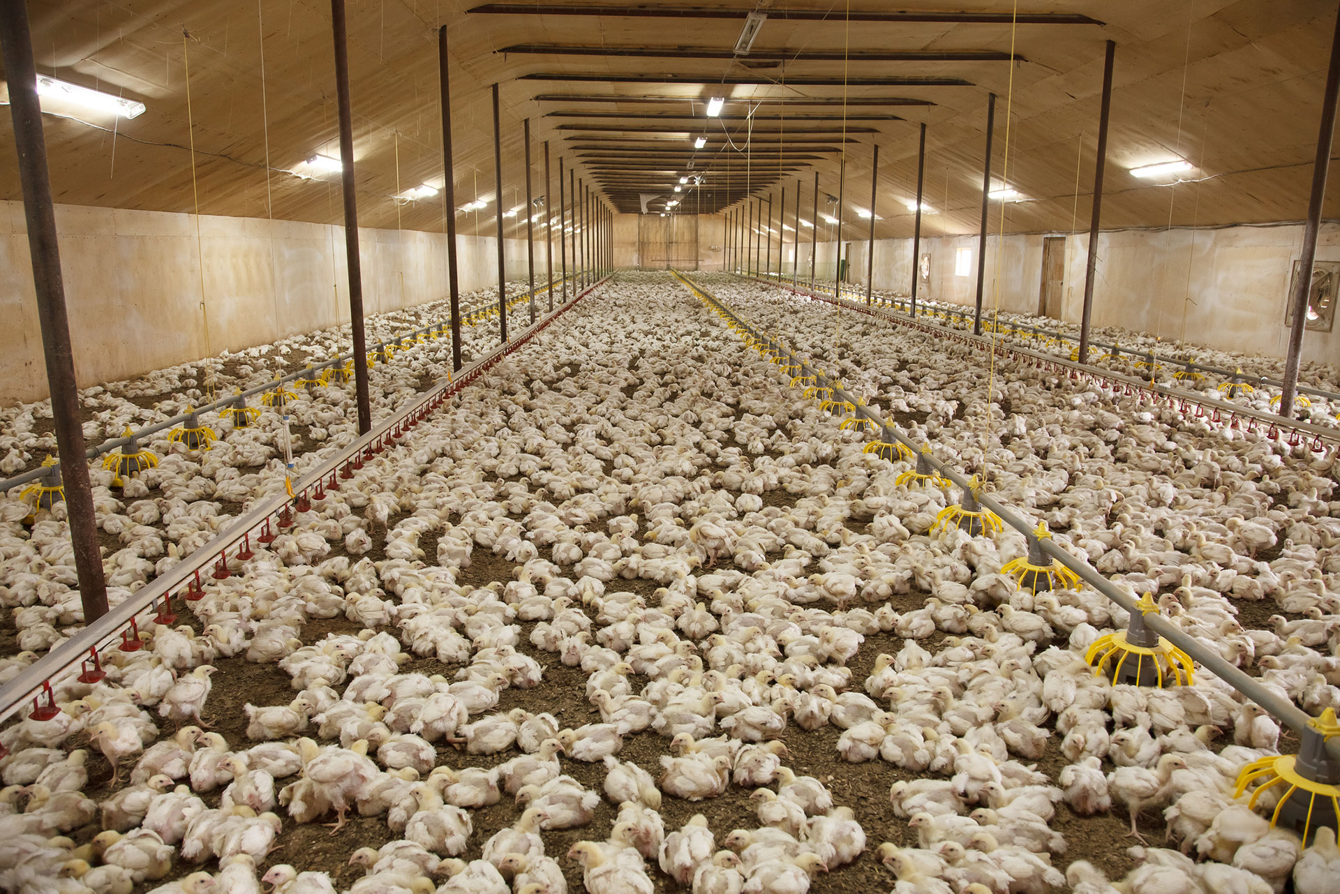 intensive-chicken-farm-with-over-300k-birds-proposed-near-lincoln