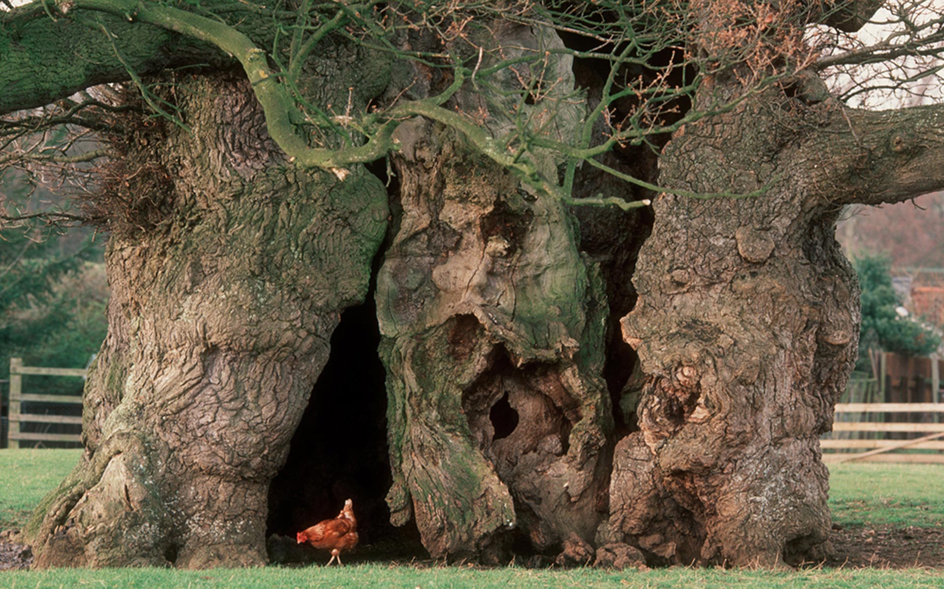 Это был огромный дуб. Bowthorpe Oak. Дерево с дуплом. Дерево с огромным дуплом. Ствол дерева с дуплом.