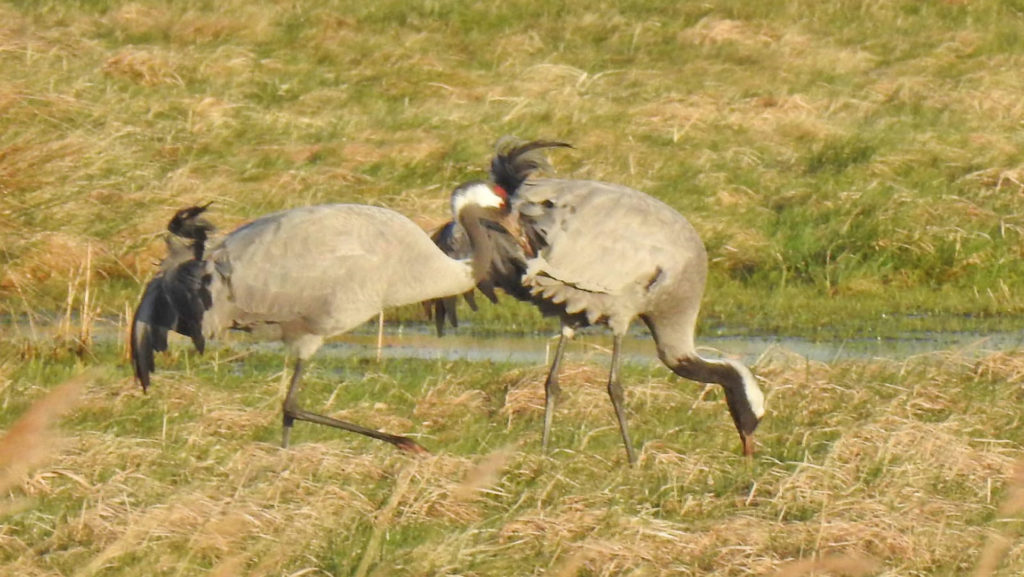 New viewing area open at Lincolnshire nature reserve