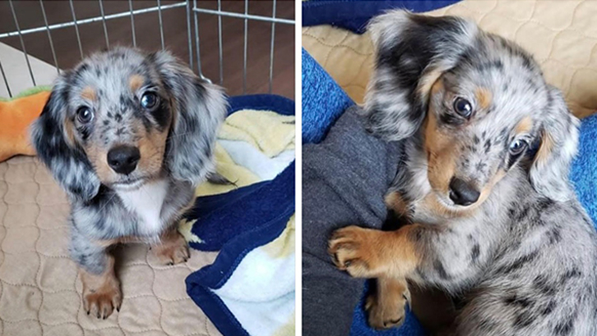 Dapple dachshund best sale puppies for adoption