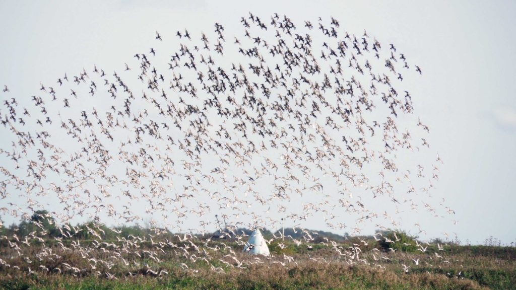 Bird ‘superhighway’ over Lincolnshire in running for World Heritage status