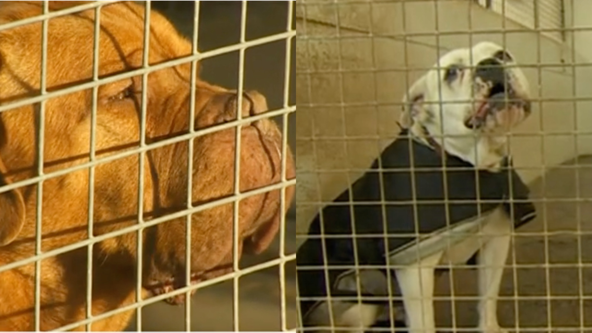 Impact of cost of living crisis on Lincolnshire animal rescue centre