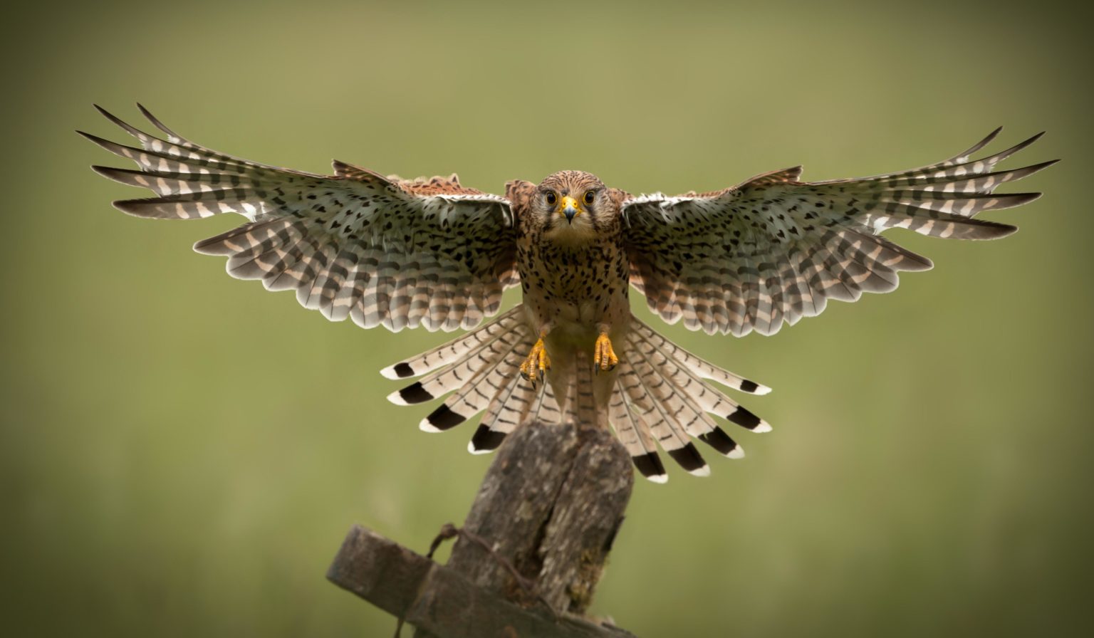 Wild bird killing kit charge for Spalding man