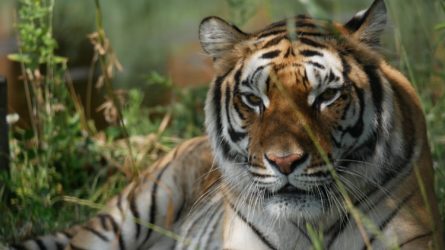 Beloved Bengal Tiger Dies At Lincolnshire Wildlife Park