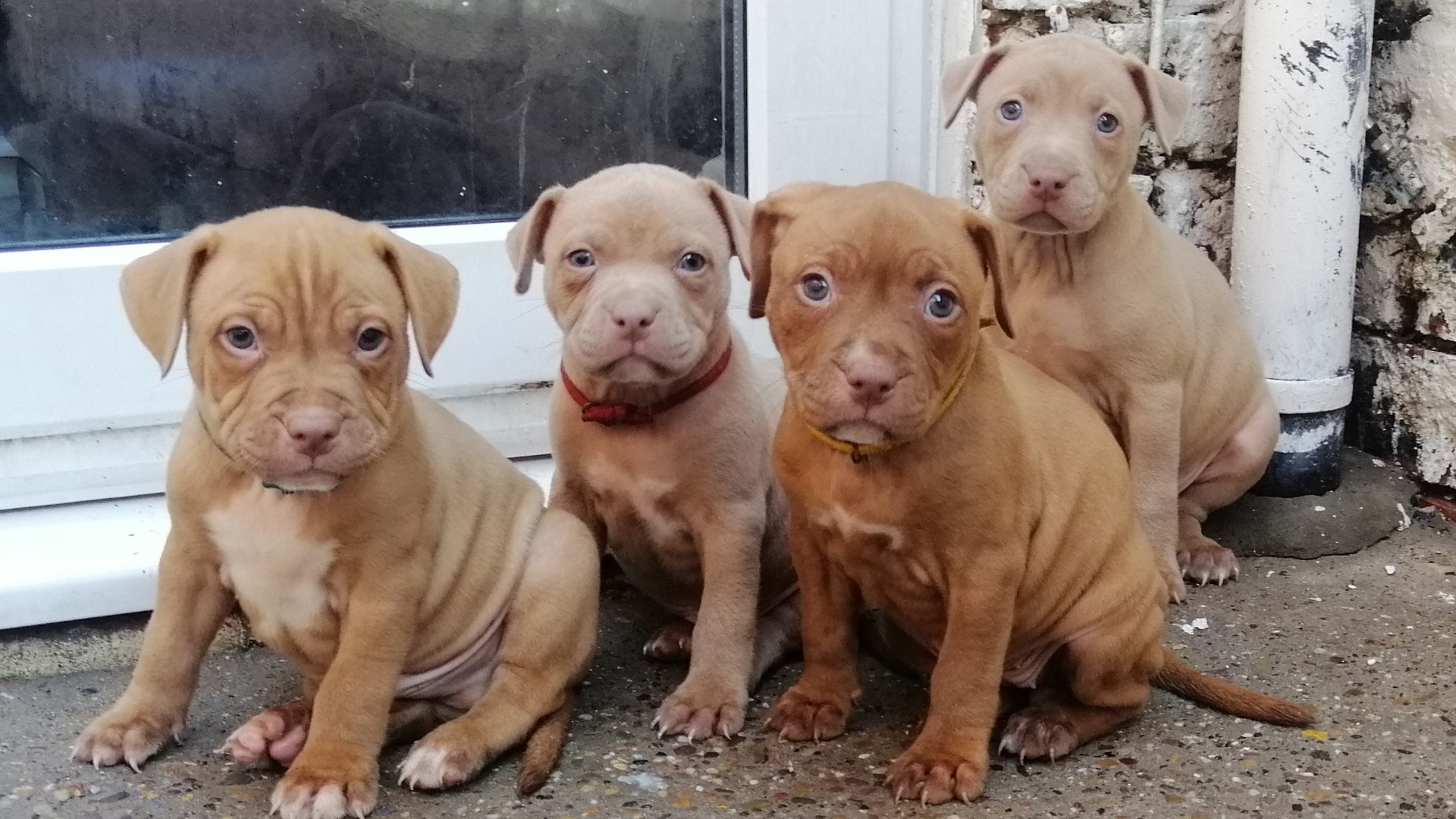 XL Bully: Why is the controversial breed being banned?