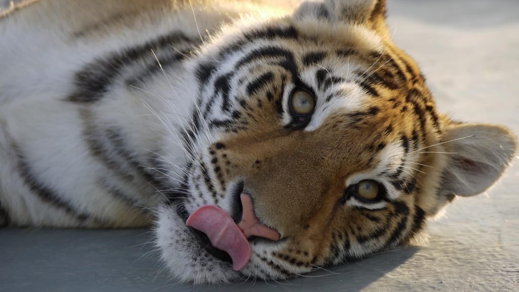 Lincolnshire Wildlife Park Tiger Lajuka Dies